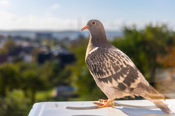 Pigeon perched in the sunlight. A pigeon calmly perched on a surface, with the sunlight illuminating its feathers.