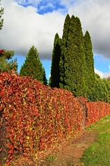 Winobluszcz pięciolistkowy - kolorowe pnącze. Naturalna ozdoba ogrodzeń, płotów, starych murów i  ścian domów © grzegorz