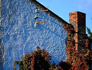 Winobluszcz pięciolistkowy - kolorowe pnącze. Naturalna ozdoba ogrodzeń, płotów, starych murów i  ścian domów © grzegorz