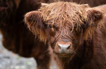 Close-up and portrait of a young calf of highland cattle. The calf looks into the camera. The fur is long and shaggy. A full-grown cow in the background.