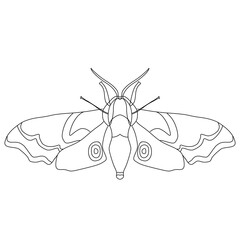 illustration of a dragonfly