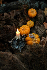 decorative pumpkins and burning candle in autumn forest, dark abstract nature backdrop. Autumn...