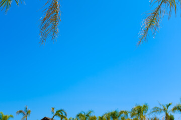 Some tropical palm trees in the frame of a blue solid background sunny sky holidays scene