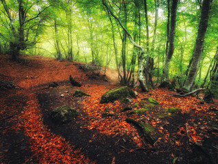 Fototapeta premium Autumn forest with trail in fog. Dreamy landscape