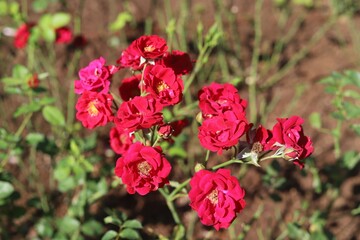 beautiful red and pink roses bloom in the garden on a sunny day