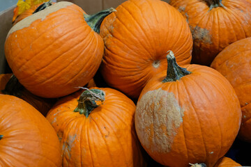 vibrant display of pumpkins, signaling arrival of the fall season. Their deep orange color and rough texture evoke a sense of harvest, perfect for autumn festivities like Halloween and Thanksgiving