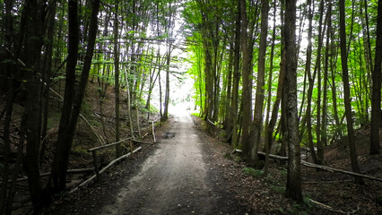 Fototapeta premium Road in forest, Polish nature.