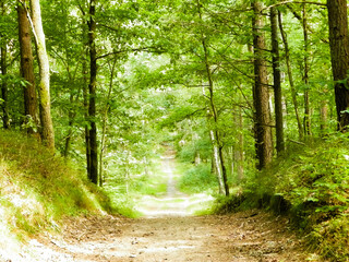 Path in green forest. Summer forest landscape.