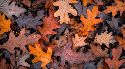 Close-up of fallen oak leaves on the ground, full of autumn colors.