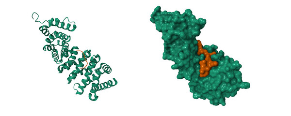 Adenomatous polyposis coli protein (green) with inhibitor (brown). 3D cartoon and molecular surface models, PDB 5z8h