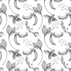 green peas on a branch young, drawn with a pencil on a white background, seamless pattern