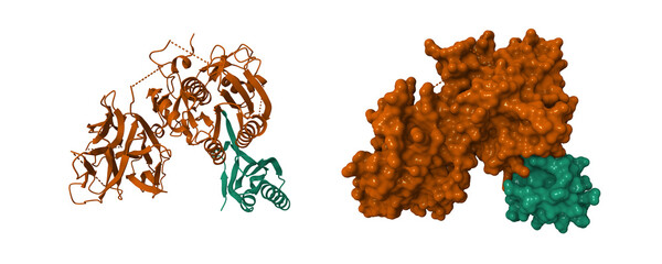 The crystal structure of proprotein convertase subtilisin kexin type 9 (PCSK9). 3D cartoon and molecular surface models, PDB 2pmw, chain id color scheme
