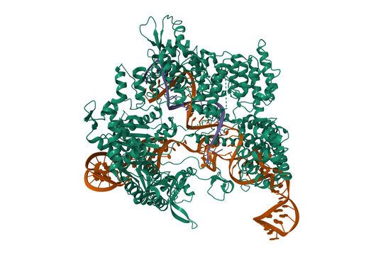 Crystal structure of Streptococcus pyogenes Cas9 in complex with guide RNA (brown) and target DNA (violet). 3D cartoon model, PDB 4oo8