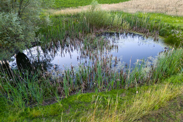 A serene pond surrounded by lush greenery and tall grasses, reflecting the sky and nature. A peaceful scene perfect for wildlife and nature lovers.