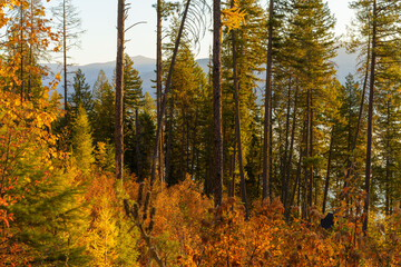 Obraz premium Priest Lake, Idaho