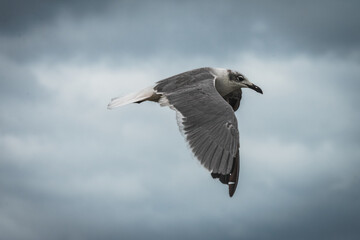 Laughing Gull