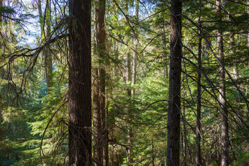 Roosevelt Grove of Ancient Cedars