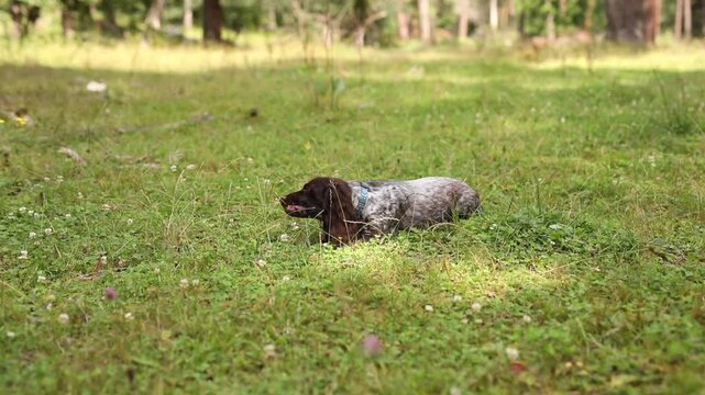 A brown Springer Spaniel is playing on a green lawn in the village