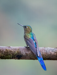 Aglaiocercus coelestis - violet-tailed sylph