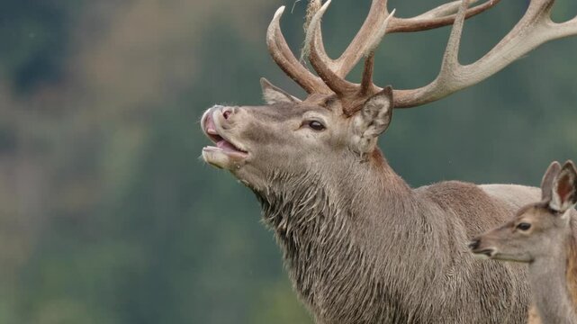 European red deer rutting season in nature