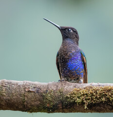 Boissonneaua jardini - Velvet-purple coronet  © Eduardo