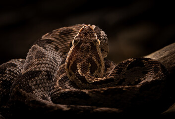 Bothrops asper - Fer-de-lance