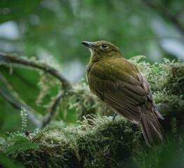 Olivaceus piha - Snowornis cryptolophus