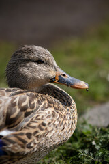 Close-up of a duck with natural background