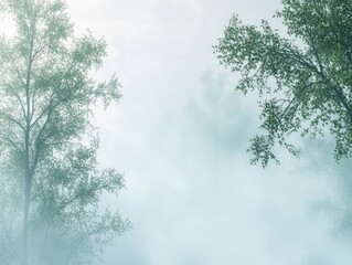 Fototapeta premium Foggy Forest Mystique