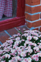 House, outdoor and flowers in garden for growth, ecology or blossom by window at home. Backyard, floral plants and leaves for botany, sustainability or natural chrysanthemum for decor in nature in UK