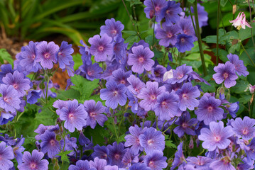 Fototapeta premium Flowers, nature and cranesbill in spring with bright color display in season, outdoor and garden. Sustainability, earth and texture with plants as botany, blossom and floral wallpaper on background