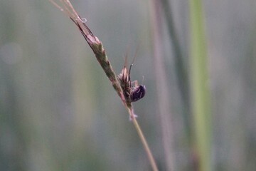 photo of insects perched on grass stems