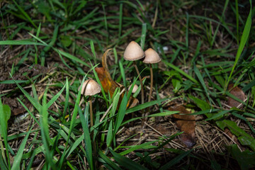 Small toxic umbrella mushrooms