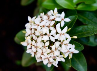 close up photo of beautiful white flowers with blurred background
