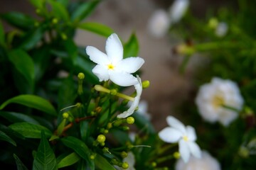 close up photo of beautiful white flowers
