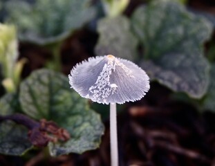 close up photo of black fungus, this fungus is not edible