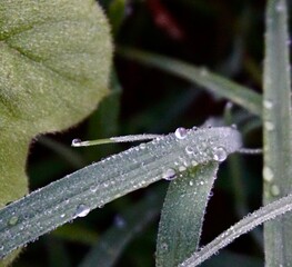 photo of dew on green grass leaves, looks fresh and clear