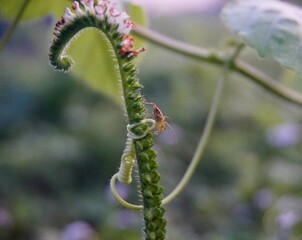 Fototapeta premium photo of wild horsewhip plant with purple flowers