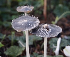 photo of poisonous garden mushroom, black in color with long stem