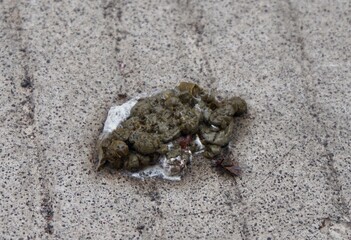 close up photo of chicken droppings being approached by flies