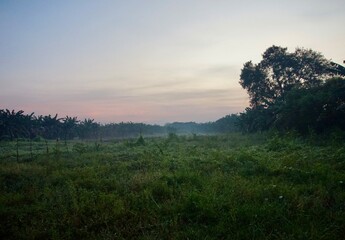photo of garden view in the morning, still looks dark