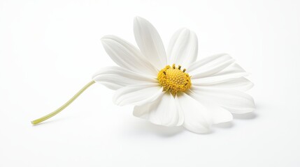 Blooming Flower with Soft Shadows on White Background