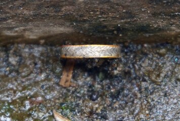 close up photo of a ring that fell in the gutter