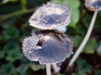 close up photo of black mushrooms growing in rice fields, black mushrooms that can be eaten