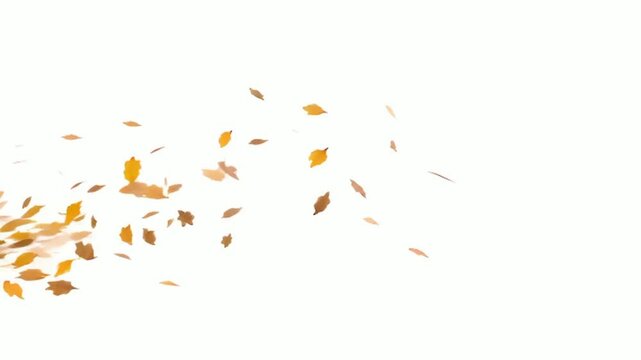 autumn leaves being blown by the wind on a white background