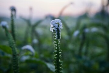 close up photo of a unique grass with beautiful purple flowers