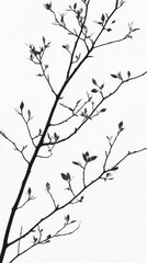 Obraz premium Silhouette of a tree branch with leaves on white background