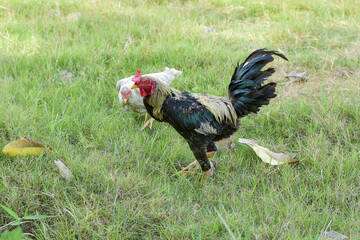 Rooster, male chicken looking for food