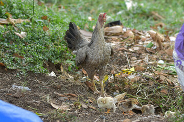 A hen with her chicks looking for food