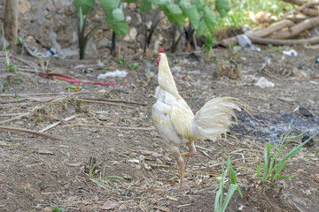 Rooster, male chicken looking for food